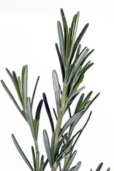 Rosemary on white background