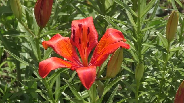 Lily (LAT. Lilium) Orange color in summer day