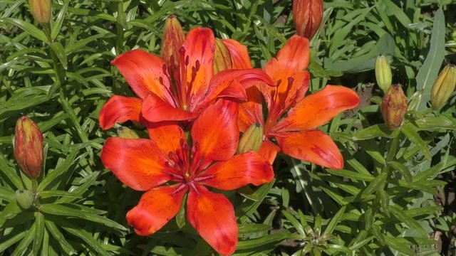 Lily (LAT. Lilium) Orange color in summer day