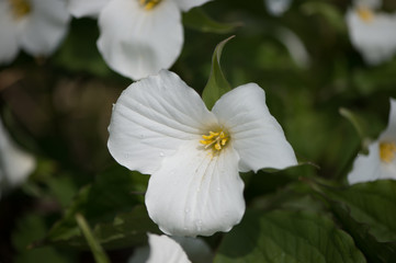 Trillium in the wild