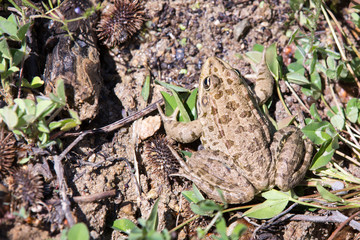 Bulgarian toad