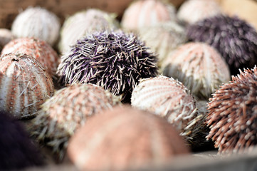 Urchins
