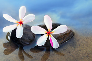 Fototapeta na wymiar Plumeria flower on stones in the water for relaxing, spa, sky ba