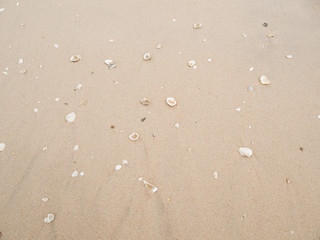 Fototapeta na wymiar Sea shells on sand. Summer beach background