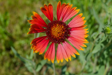 flower close up