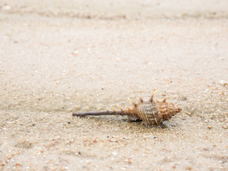 STOUT-SPINE MUREX on sand sea background