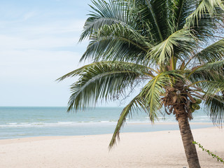 Fototapeta na wymiar Coconut Palm tree on the sandy beach