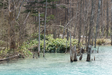 Fototapeta premium Blue Pond (Aoiike) , Biei Hokkaido Japan
