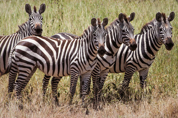 Fototapeta na wymiar Zebras in africa national park