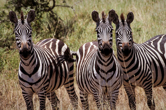 Zebras in africa national park
