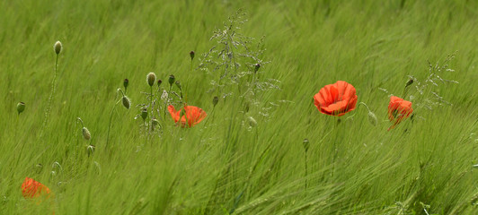 Poppies in Wheat Field