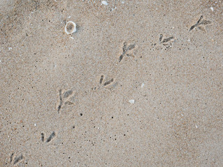 bird footprints on sand in the sea.