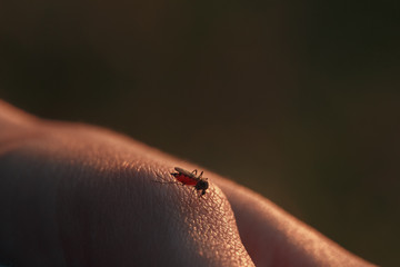 The bite of a mosquito with blood on human body