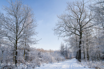 Forest in winter