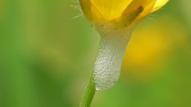Schaumnest einer Schaumzikade an Hahnenfuss