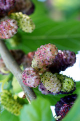 Mulberry berries on a tree