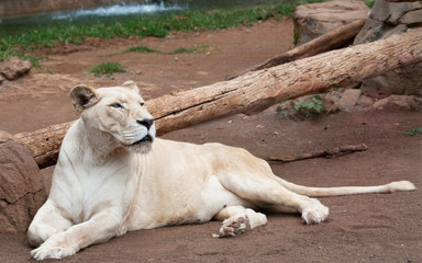 Portrait of white lioness