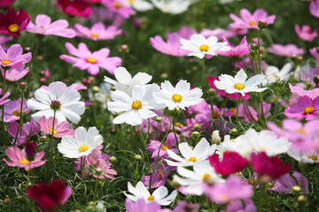 Naklejka premium colorful cosmos flower