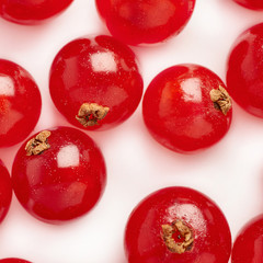 Red Currant isolated over white background
