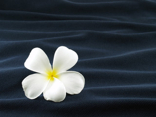 single white frangipani or plumeria flower on wave of dark blue creased towel, composition look like flower falling and floating on water surface, close-up with copy space