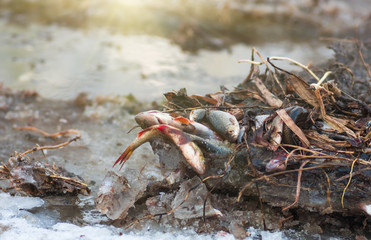 Fish roach in winter