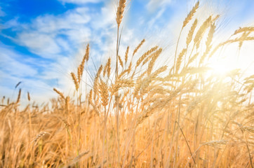 Wheat ears on the field