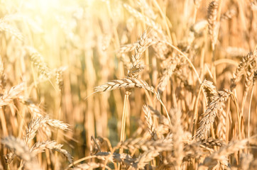 Wheat ears on the field