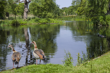 Regents Park in London