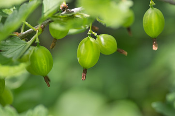 gooseberries on a branch