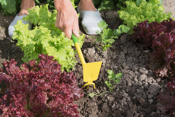 Cultivation of salad.