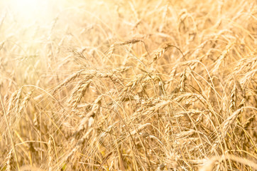 Wheat ears on the field