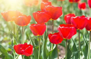 Obraz premium red tulip background