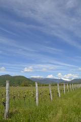 Fototapeta na wymiar Spring Landscape Near Cividale del Friuli