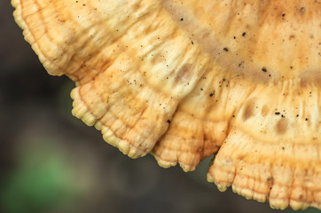 Inedible mushroom background