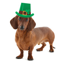 Funny happy dog with St. Patrick's Day hat, isolated on white