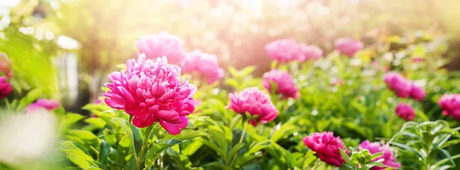 Fotobehang Pioenrozen Peonies Fuchsia Colour Summer Green Garden Banner  © olga pink