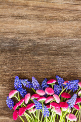 Muscari and Daisy Flowers