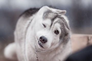 A Siberian Husky dog shakes off water