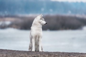 Portrait of a close-up dog Siberian Husky