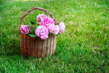 Fototapeta na wymiar Dog Rose Pink Rosa Canina Flowers Basket Grass