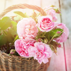 Dog Rose Pink Rosa Canina Basket Flowers Toned
