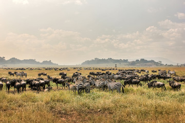 Zebras and antelopes in africa national park