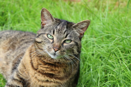 Hauskatze ruht im Gras, geliebtes Haustier, Tigerkatze