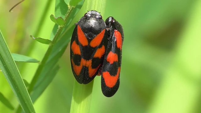 Schaumzikaden, Paar sitzt zusammen