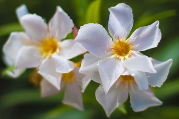 Fototapeta na wymiar Grenada Flowers in Bloom