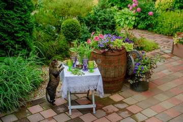 JULY 2016. The cat put his paws on the table served in the lush garden © yaratam