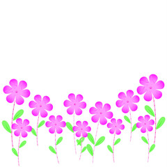 pink flowers white background