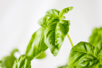 Obraz premium basil close up on a white background 