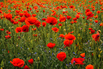 Beautiful poppy field landscape during sunset