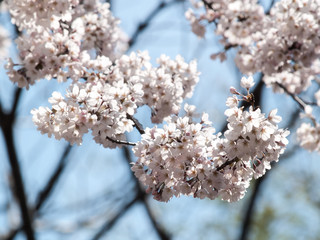 Cherry blossoms or Sakura